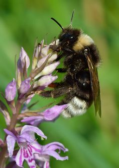 Angebundene Kuckuckshummel (Bombus bohemicus)