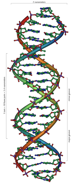 Strukturmodell eines Ausschnitts aus der DNA-Doppelhelix mit 20 Basenpaarungen