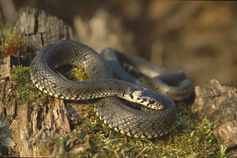 Ringelnatter (Natrix natrix) Bild: Marek Szczepanek / de.wikipedia.org