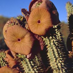 Hoodia gordonii © Frank Barsch / WWF