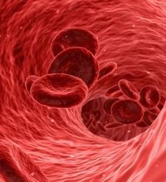 Blutplättchen im Gefäß: microRNA schützt Wand.