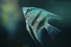 Fisch: Roboterfische binden Toxine an sich. Bild: pixelio.de/Erwin Lorenzen