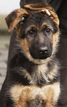 Schäferhund