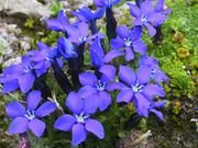 Bayrischer Enzian/Gentiana bavarica, eine alpine Pflanze (Copyright: Michael Gottfried)