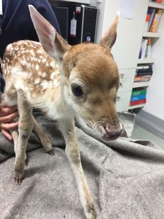 Das verängstigte Damwildkalb wird bei einem Tierarzt auf Verletzungen kontrolliert. Bild: Feuerwehr Bad Salzuflen