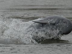 Stark bedroht: Irawadi-Delfin (Orcaella brevirostris). © F. Trujillo / WWF