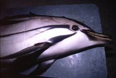 Gesellschaft zur Rettung der Delphine e.V. (GRD)