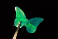 Synthetischer Schmetterlingsflügel aus dem 3D-Drucker.