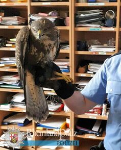 Passanten hatten den Vogel an Johanniskreuz gefunden und zur Polizei gebracht.