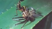 Ein Weibchen der Spinnenspecies Cupiennius salei mit Beuteinsekt. (Foto: Friedrich Barth)