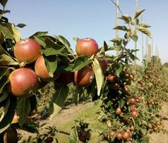 Äpfel: Diese blühen in Gesellschaft richtig auf.