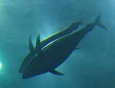 Tunfisch: Ohne Räuber verkommen die Ozeane zu artenleeren Wüsten. Bild: FlickrCC/Kaminski