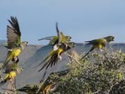 Felsensittiche am Futterplatz. Die Sittiche kommen ursprünglich aus den kargen Steppen der Vorandengebiete Chiles, und haben sich von hier aus in die patagonischen Ebenen in Argentinien und bis an den Atlantik verbreitet. Foto: Fabian Llanos