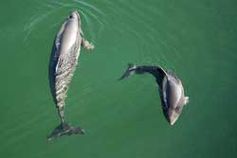 Schweinswale Bild: Gesellschaft zur Rettung der Delphine e.V.