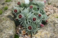 Saxifraga sempervivum im Botanischen Garten in Cambridge.