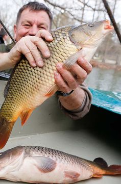 Es kommt darauf an, wo die Fische leben und was sie fressen Bild: Gábor Cseh/Vas Népe/UM/Eigenes Werk