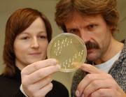 Joachim Morschhäuser und Julia Blaß-Warmuth betrachten eine Petrischale, in der sie den Pilz Candida albicans kultivieren. Bild: (Foto Robert Emmerich)