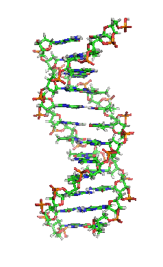 Strukturmodell einer DNA-Helix in B-Konformation (Animation).
