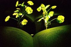 Brunnenkresse mit leuchtenden Blättern zum Lesen von Büchern. Bild: web.mit.edu