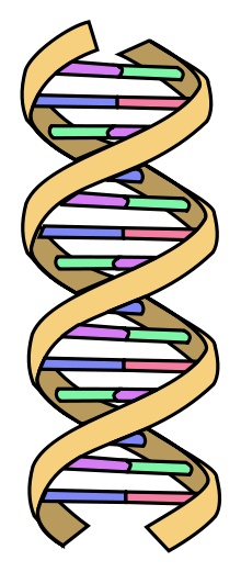 Desoxyribonukleinsäure (Des|oxy|ribo|nukle|in|säure; kurz DNS, englisch DNA). Bild: wikipedia.org