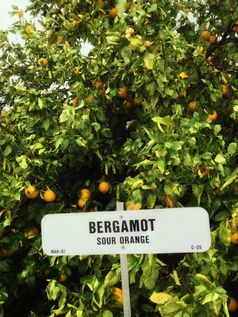 Bergamotte-Baum