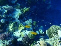 Bunte Korallenriffe: Bald nur noch in Aquarien zu bewundern. Bild: tokamuwi/pixelio.de