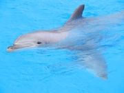 Gequälte Delfine im ConnyLand-Delfinarium?