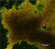  Spektroskopischer Nachweis des gleichzeitigen Vorliegens von U(V) und U(VI) in einem Biofilm. Courtesy of: "Environmental Science & Technology"