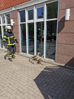 Gänsefamilie mit Küken Bild: Feuerwehr