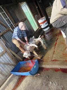 Lämmer wurden bei vollem Bewusstsein geschlachtet – einige Tiere bewegten sich noch, als die Arbeiter begannen sie zu häuten. Bild:  PETA USA