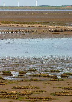 Das Watt ist gekennzeichnet durch stetigen Wechsel von Wasser und Land