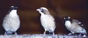 Mahaliweber (Plocepasser mahali): dominantes Paar mit subdominantem Männchen (rechts). MPI f. Ornithologie