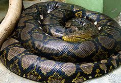 Netzpython (Python reticulatus) Bild: Mariluna