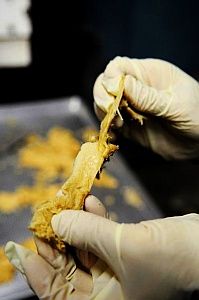 Hühnerfleisch gibt es bald auch für Vegetarier. Bild: University of Missouri