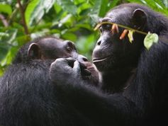 Schimpansen bei der gegenseitigen Fellpflege. Bild: A. Mielke