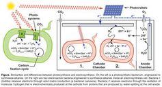 Natürliche (links) und elektronenunterstützte Photosynthese.