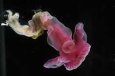 Purpurner Enteropneust beim Schwimmen. Bild: David Shale/ECO-MAR