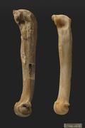 Fußknochen eines Höhlenlöwen (l.) aus der Hohlefels-Höhle (ca. 35.000 Jahre alt) und eines modernen Löwen im Vergleich (r.) Foto: Wolfgang Gerber, Universität Tübingen
