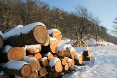 Die Bevölkerung der Schweiz begrüsst eine nachhaltige Holznutzung und naturnahen Waldbau.
Quelle: Foto: Reinhard Lässig (idw)