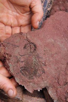 Der fossile Abdruck zeigt die Scheren, den Körper und den Stachel des Skorpions. Bild: Tietz/Museum für Naturkunde Chemnitz (idw)