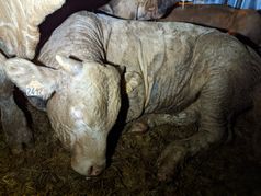 Louis, ein Bullenkalb aus Frankreich, wird unter unzumutbaren Bedingungen auf die Kanaren transportiert. August 2022 Bild: Animals' Angels e.V. Fotograf: Animals' Angels