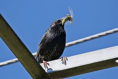 Gemeiner Star (Sturnus vulgaris) mit Libellen im Schnabel, Deutschland.
Quelle: Foto: Rolf Nagel (idw)