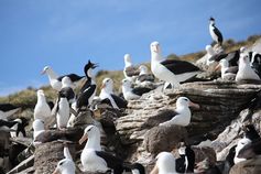 Eine gemischte Seevogelkolonie. Seevögel teilen sich oft die Brutkolonie, wie hier Pinguine, Kormorane und Albatrosse in den Falkland-Inseln. Was vor Freßfeinden schützt, begünstigt Zecken und andere Blutsauger, die Krankheiten übertragen könnten.
Quelle: P. Quillfeldt/MPI f. Ornthologie (idw)