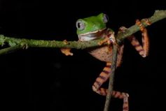 Tiger Makifrosch (Phyllomedusa tomopterna), einer der kleinsten Vertreter dieser Baumfrosch-gattung
Quelle: © Raffael Ernst (idw)