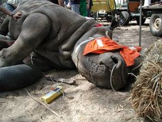 Die Tiere in Narkose zu legen, ist oft die Voraussetzung für eingehende Untersuchungen und das richtige Erkennen des Krankheitsbildes. Quelle: Foto: Chris Walzer/Vetmeduni Vienna (idw)