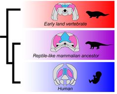 Abbildung 2: Evolution von Zwischenscheitelbein und Plattenknochen bei frühen Landwirbeltieren, reptilienartigen Säugetier-Vorfahren und beim Menschen. Der blau gefärbte Knochen ist das Zwischenscheitelbein, der rosafarbene der Plattenknochen.
Quelle: Bild: UZH (idw)