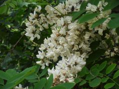 Robinia pseudacacia in Deutsch Wagram
Quelle: (Copyright: Franz Essl) (idw)