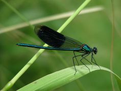 Die Gebänderte Prachtlibelle lebt an langsam fließenden Bächen und kleineren Flüssen. Die Bestände sind in den letzten Jahren vielerorts insbesondere durch Verschmutzung und Gewässerverbau zurückgegangen. Foto: Thomas Stalling