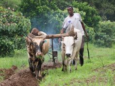Mit der traditionellen Methode soll Rauch die Tsetse-Fliegen von den Rindern fernhalten.
Quelle: © Foto: Dr. R. K. Saini/icipe (idw)