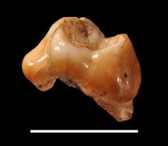 Blick von vorne (mesial) auf Cavallo-B (linker oberer erster Milchmolar), dem bisher ältesten europäischen anatomisch modernen Menschen. Die weiße Linie in der Abbildung entspricht  1 cm.
Quelle: Foto: Dr. Stefano Benazzi. (idw)